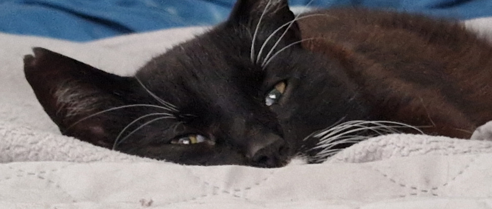 Spenden sammeln | Hilfe für Kater Elmo, unser Kater braucht 2 OPs | Spendenseite
