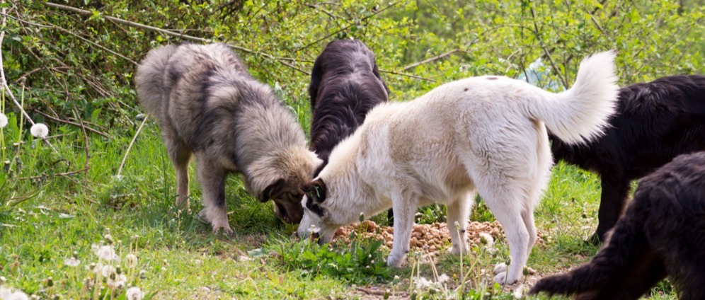 Spenden sammeln | Versorgung der Straßenhunde in Bosnien | Spendenseite
