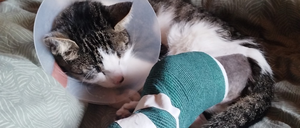 Spenden sammeln | Kater Gato helfen | Spendenseite