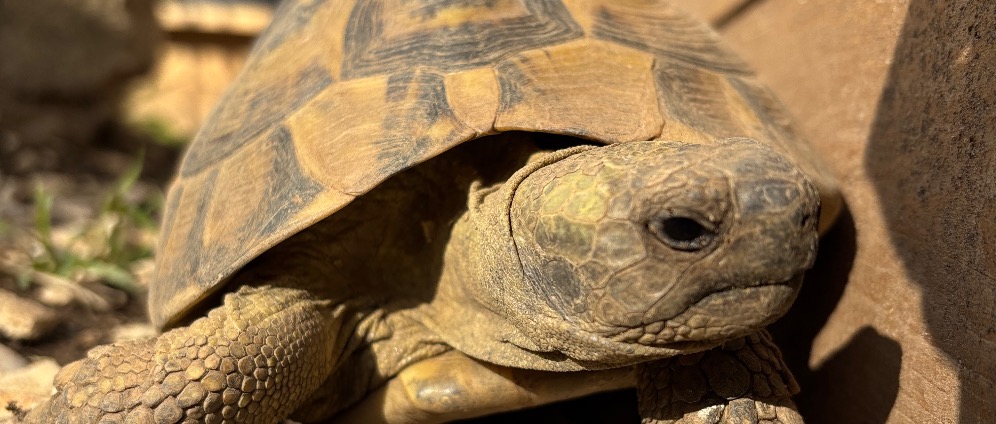 Spenden sammeln | Hilfe für meine Landschildkröten | Spendenseite