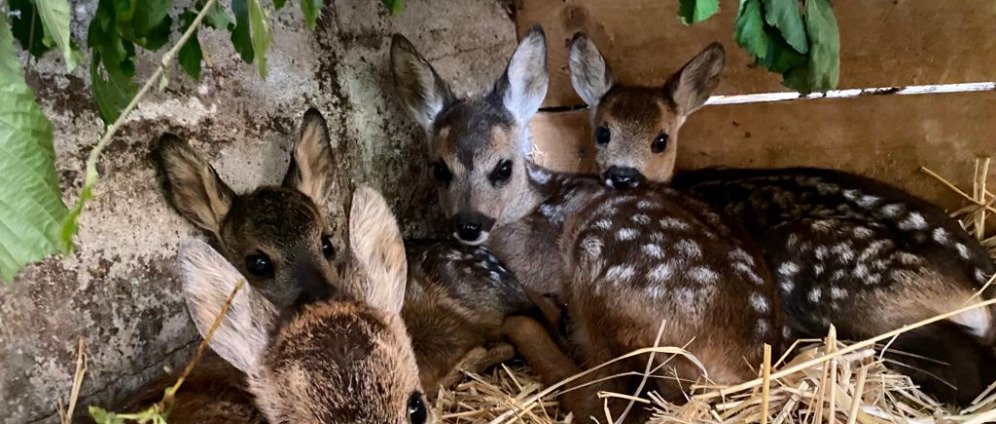 Spenden sammeln | Projekt Wildtierhilfe | Spendenseite