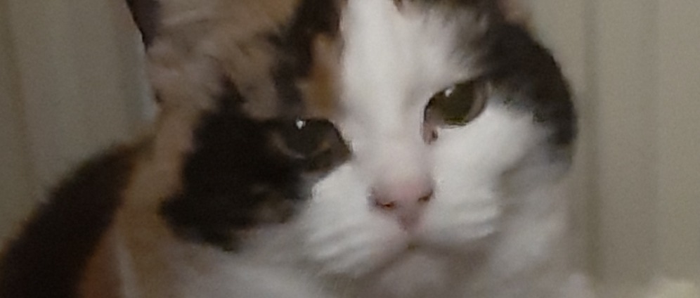 Spenden sammeln | Meine Katze Bonnie muss dringend zum Arzt | Spendenseite