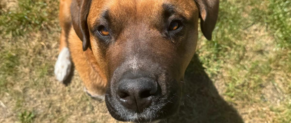 Spenden sammeln | Hilfe für unseren Hund er soll mit uns gehen | Spendenseite