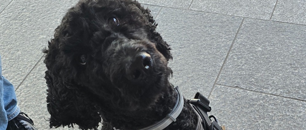 Spenden sammeln | PTBS Assistenhund | Spendenseite