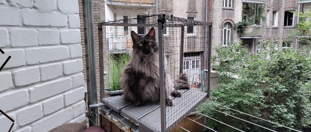 Spenden sammeln | Diabetesbehandlung Katze | Spendenseite