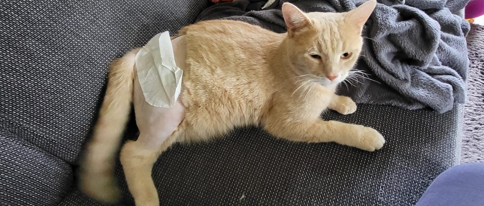 Spenden sammeln | Katzenoperation Mayo | Spendenseite