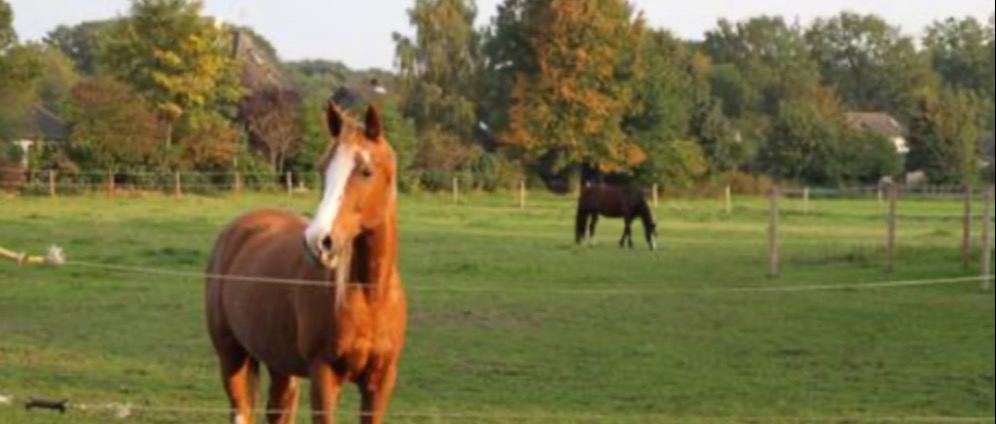 Spenden sammeln | pferdehof braucht hilfe | Spendenseite