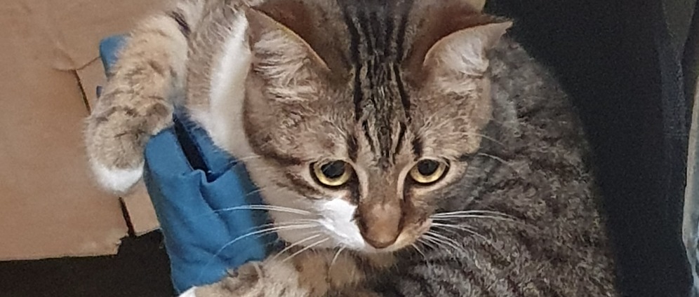Spenden sammeln | Hilfe für Sammy,Lilly und Lucky ️ | Spendenseite