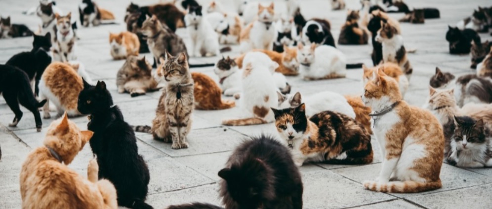 Spenden sammeln | Hilf uns,Straßenkatzen auf Zypern brauchen dich. | Spendenseite