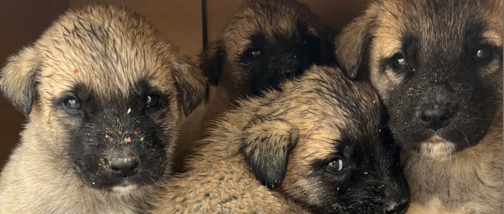 Spenden sammeln | Hunde in Not | Spendenseite