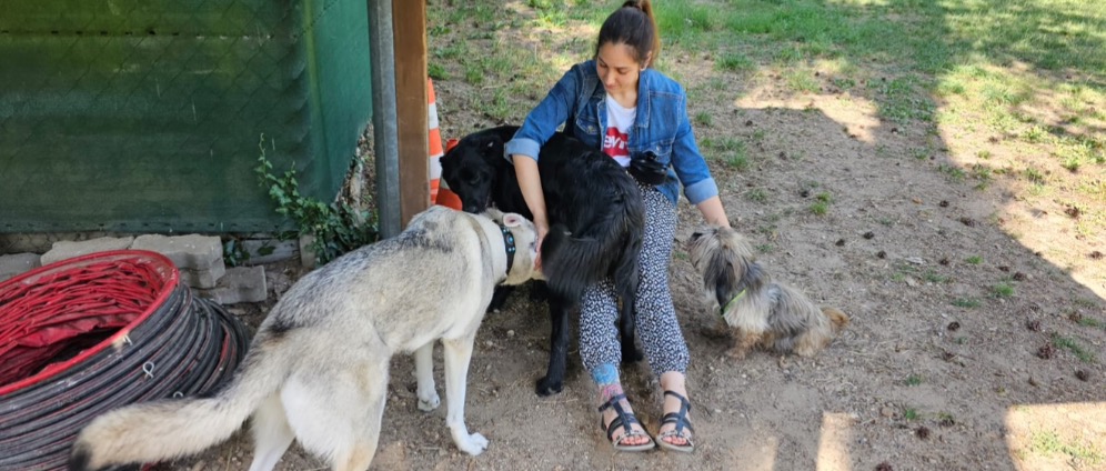 Spenden sammeln | Spende für einen Traum Gnadenhof für Tiere | Spendenseite