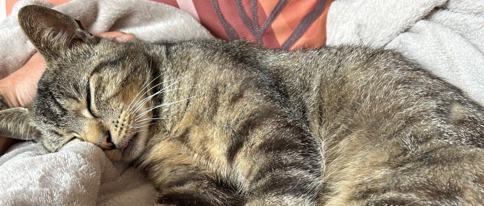 Spenden sammeln | Hilfe für unseren Kater OP nach Unfall. | Spendenseite