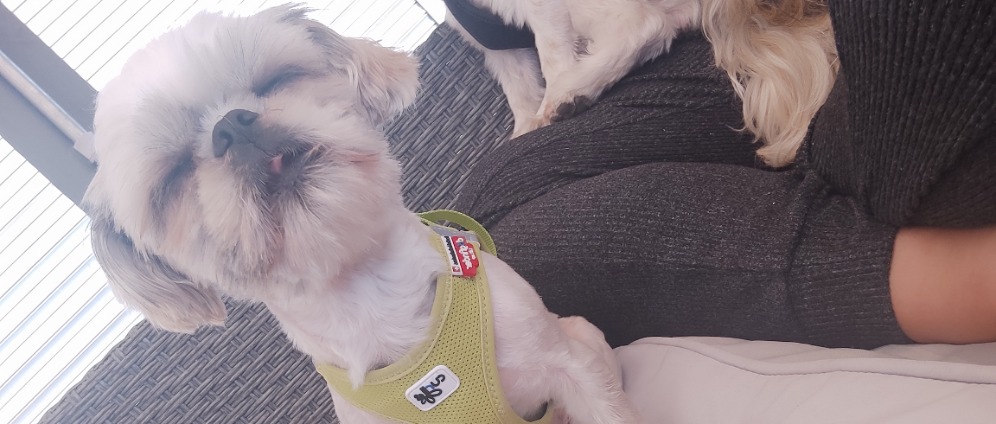 Spenden sammeln | EinHerzFürHund | Spendenseite