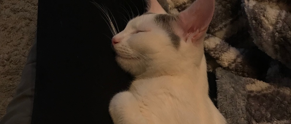 Spenden sammeln | Katze muss zum Tierarzt, Schulden | Spendenseite