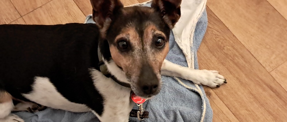 Spenden sammeln | Hunde Op | Spendenseite