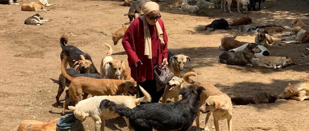 Spenden sammeln | Hilfe für Heidi und ihre rund 300 Tiere in Ägypten | Spendenseite