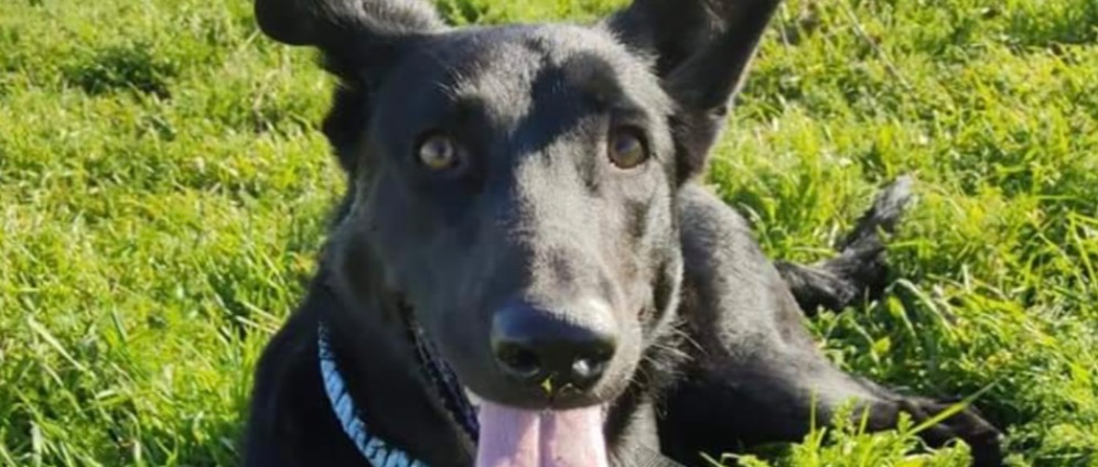 Spenden sammeln | Hilfe für Kranken Hund | Spendenseite