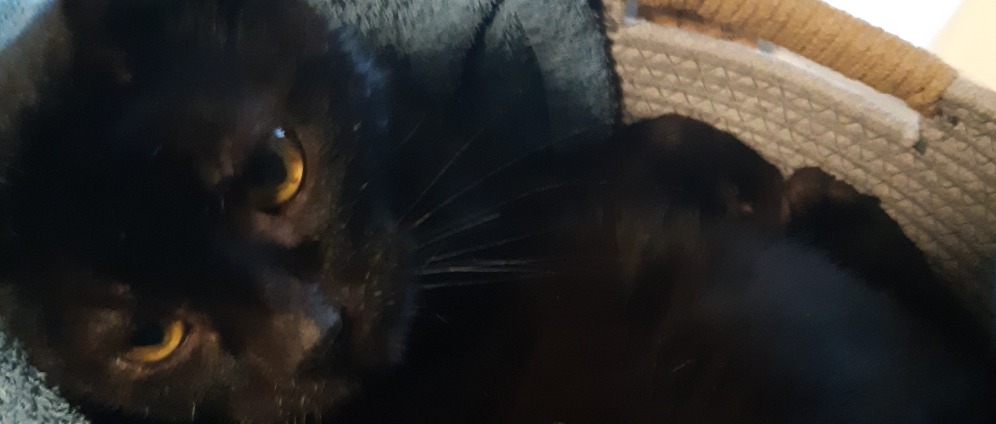 Spenden sammeln | Rettet Brauni und alte Katzen | Spendenseite