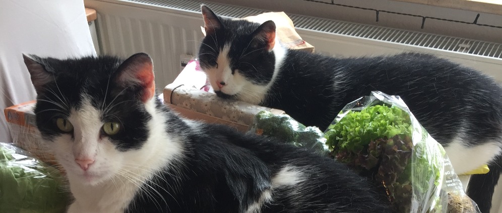 Spenden sammeln | Spenden für Sam und Coco für Tierarzt Behandlung | Spendenseite