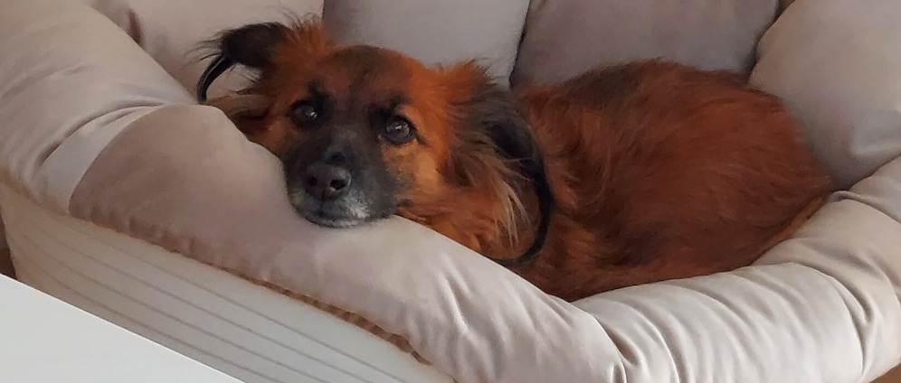 Spenden sammeln | Frauchens Seelenhund benötigt dringend Hilfe | Spendenseite