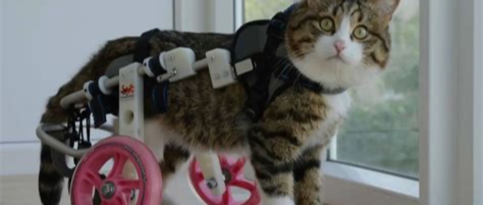 Spenden sammeln | Katze Mohi | Spendenseite