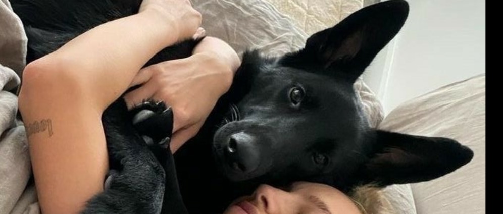 Spenden sammeln | Kranker Hund | Spendenseite
