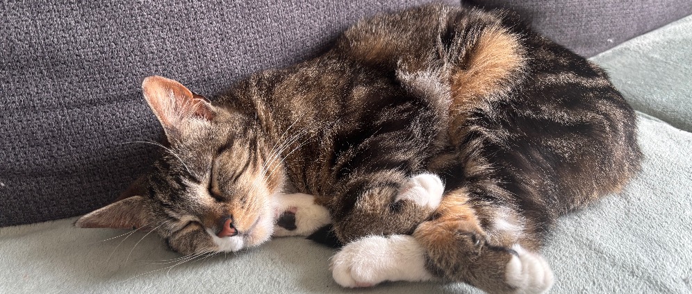 Spenden sammeln | Sunny muss zum Tierarzt | Spendenseite