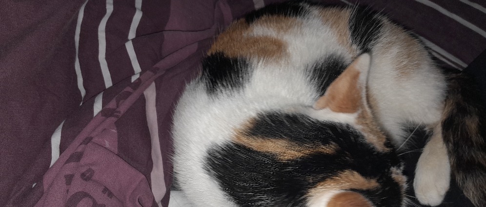 Spenden sammeln | Kitten | Spendenseite