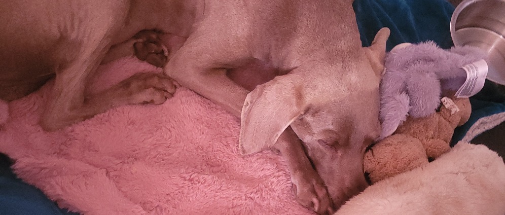 Spenden sammeln | HILFE Eine seele von Hund braucht eure Hilfe | Spendenseite