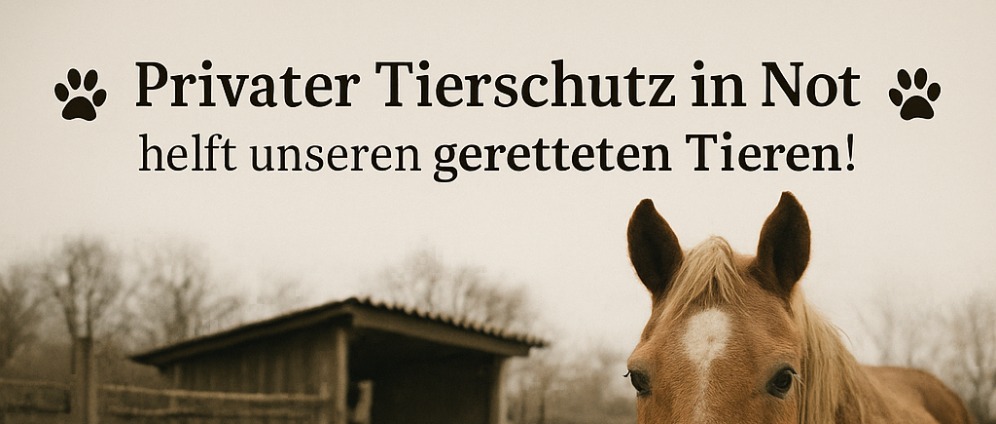 Spenden sammeln | Spendenaktion für unsere geretteten Pferde | Spendenseite