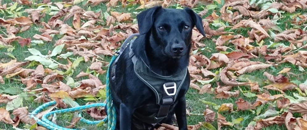 Spenden sammeln | Urlaub für meinen Hund und mich | Spendenseite