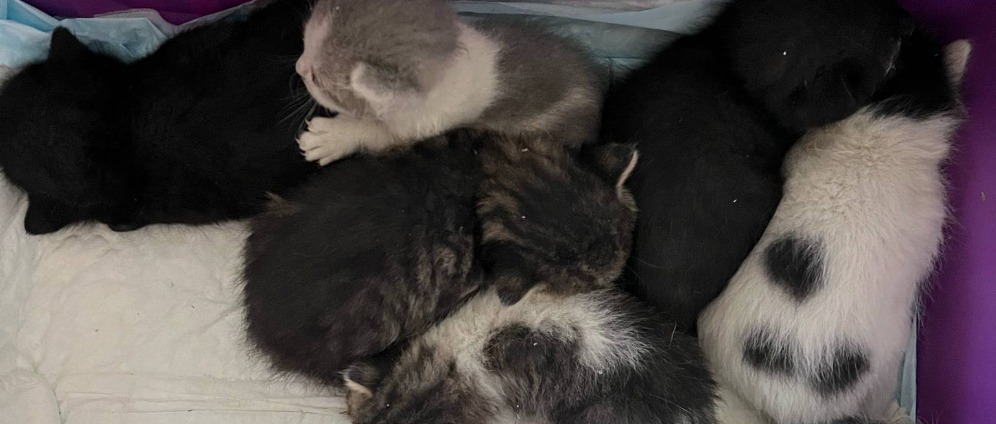 Spenden sammeln | Spenden zur Kastration von 16 Babykatzen | Spendenseite