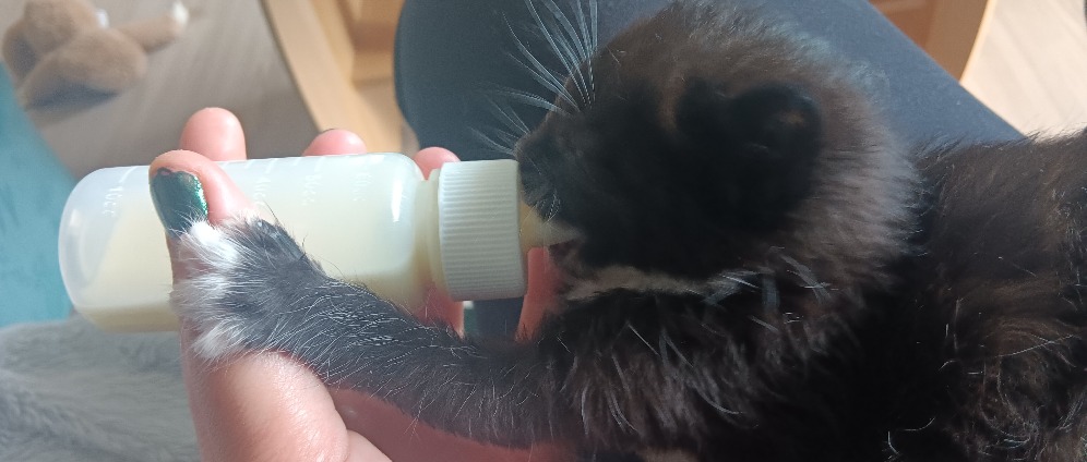 Spenden sammeln | Flaschenkitten brauchen Unterstützung | Spendenseite