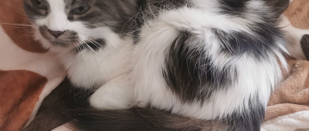 Spenden sammeln | OP kosten Katze | Spendenseite
