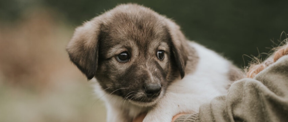 Spenden sammeln | Spendenaufruf Für Hunde in Not! | Spendenseite
