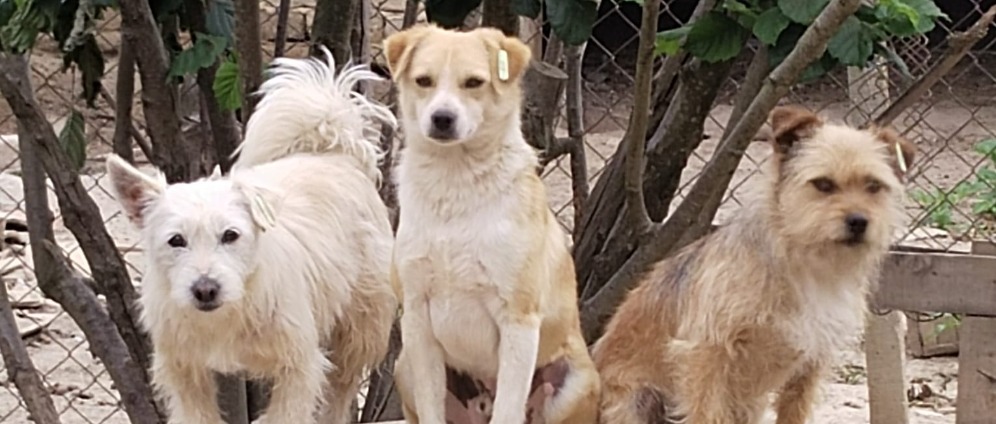 Spenden sammeln | Geburtstagsspendenaktion Tiere Bulgarien | Spendenseite