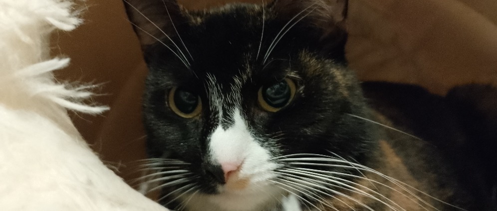 Spenden sammeln | Ein ️Herz für Streunerkatzen | Spendenseite