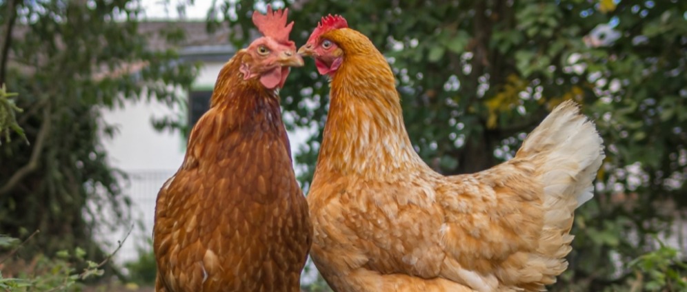 Spenden sammeln | Futtermittel Tiere | Spendenseite