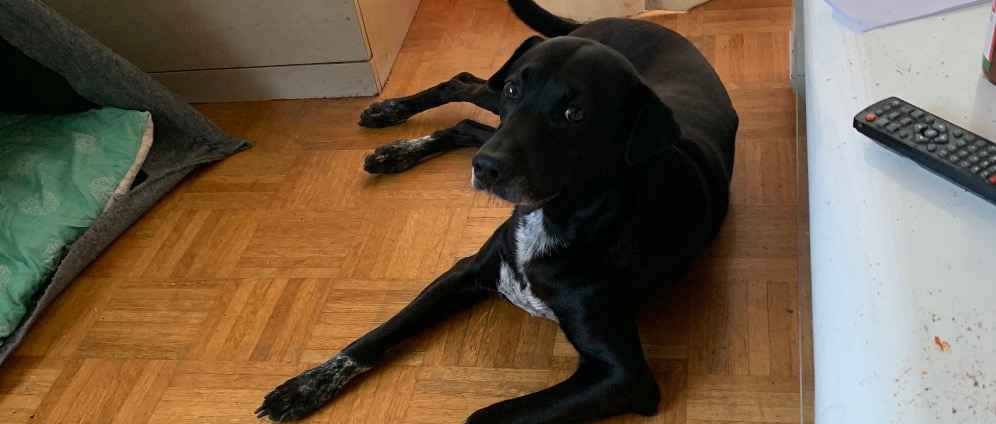 Spenden sammeln | Überleben Seelenhund Hannibal | Spendenseite