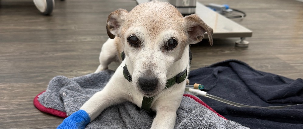 Spenden sammeln | Lucky s Behandlung | Spendenseite
