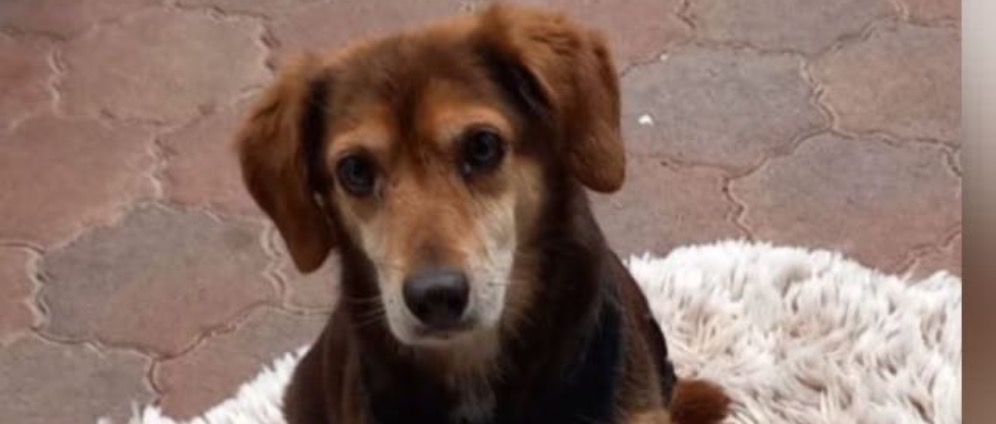 Spenden sammeln | Hundedame Minu braucht dringend unsere Hilfe | Spendenseite
