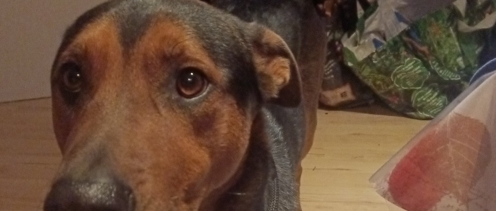 Spenden sammeln | Buddy Notfallhund aus Deutschland | Spendenseite