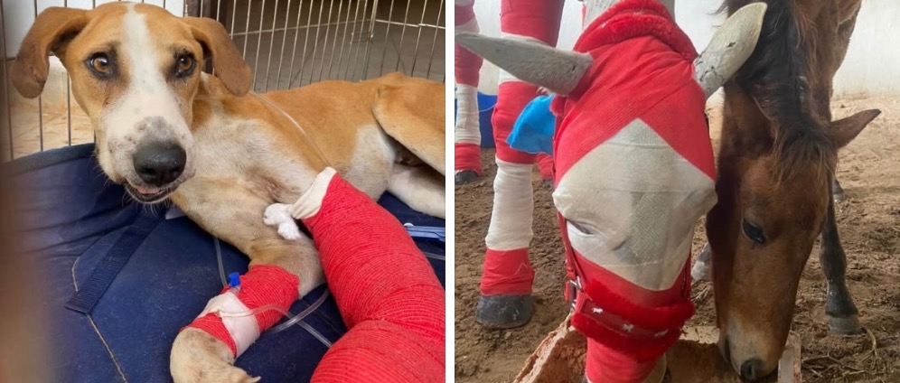 Spenden sammeln | Hilfe für Tiere in Gambia Westafrika | Spendenseite