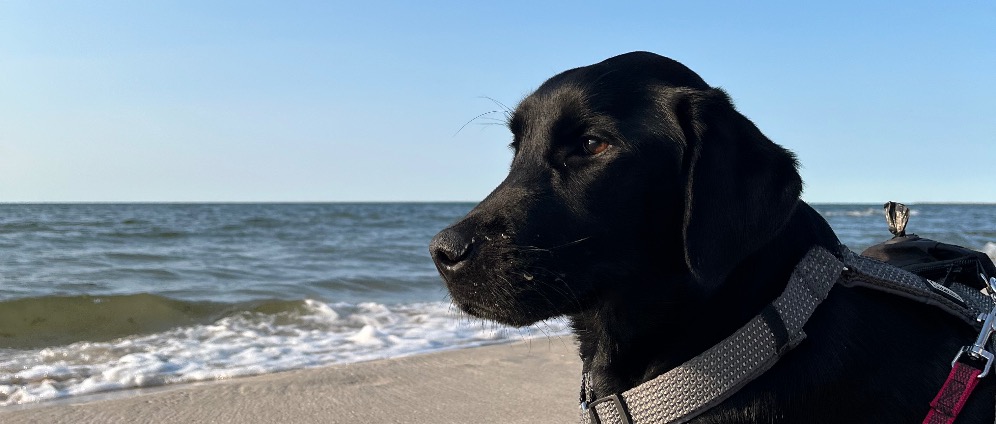 Spenden sammeln | Operation for my dog | Spendenseite