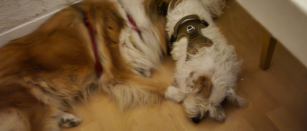Spenden sammeln | Lassie | Spendenseite