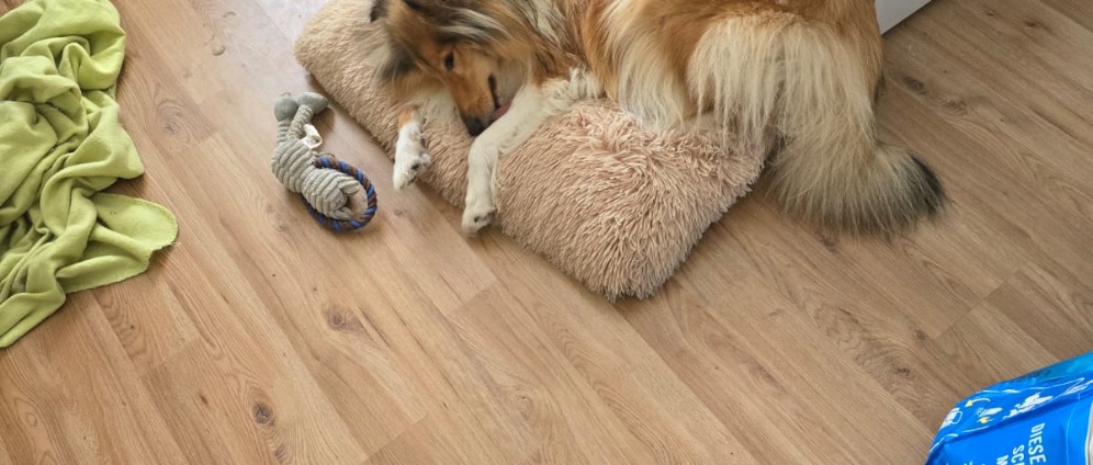 Spenden sammeln | Lassie | Spendenseite
