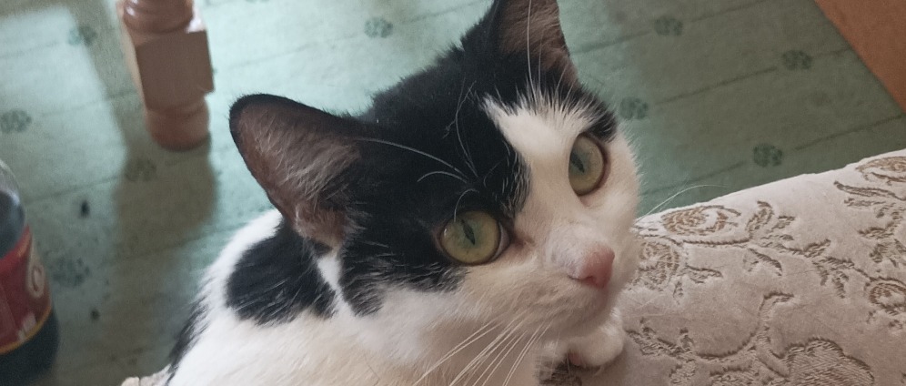 Spenden sammeln | Bitte helfen sie mir und meiner Katze | Spendenseite