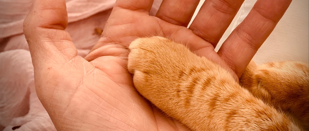 Spenden sammeln | Leukose Katzen suchen ein Zuhause | Spendenseite