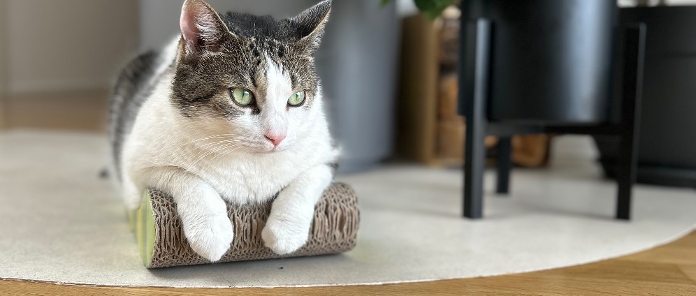 Spenden sammeln | Spende Hilfe für unsere Katze | Spendenseite