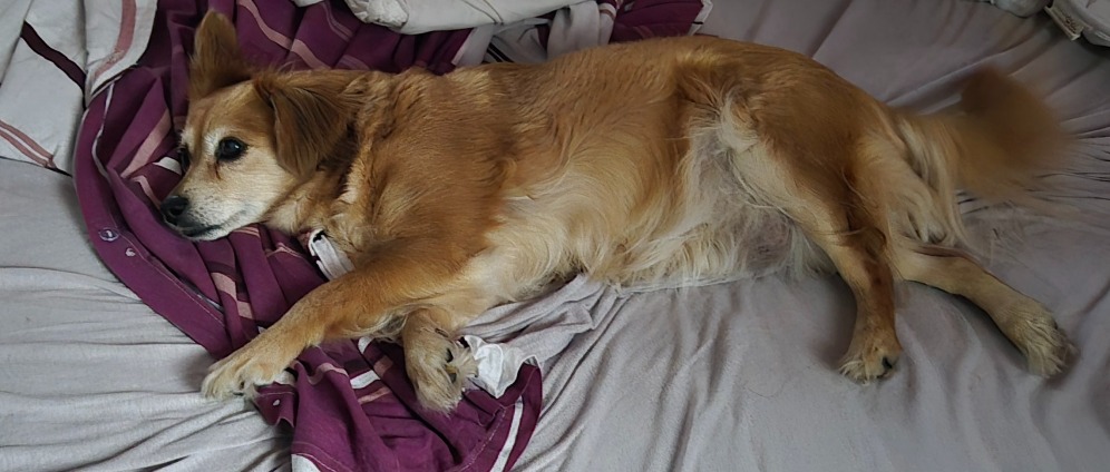 Spenden sammeln | Operation für unseren Hund Mira | Spendenseite